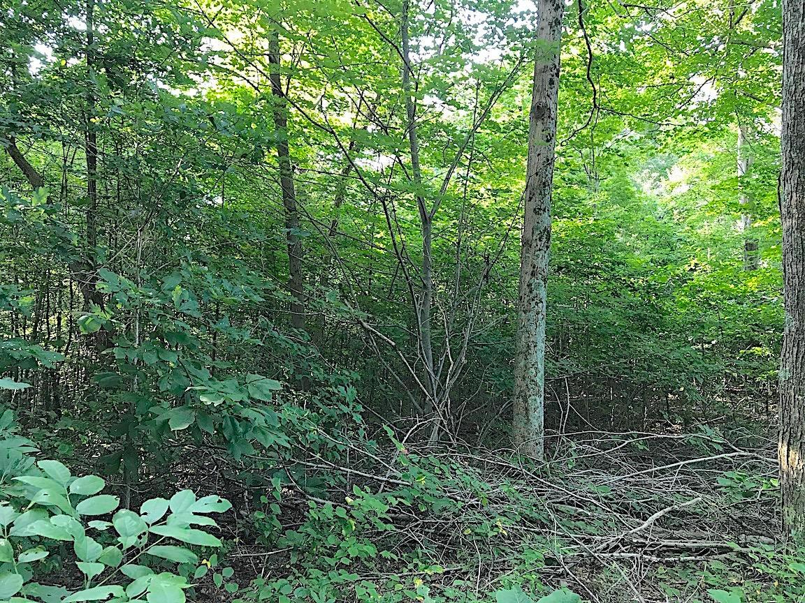 3774 Long Lick Road Blue Creek, OH 45616 - Photo 7 of 28 Gallery Image 7