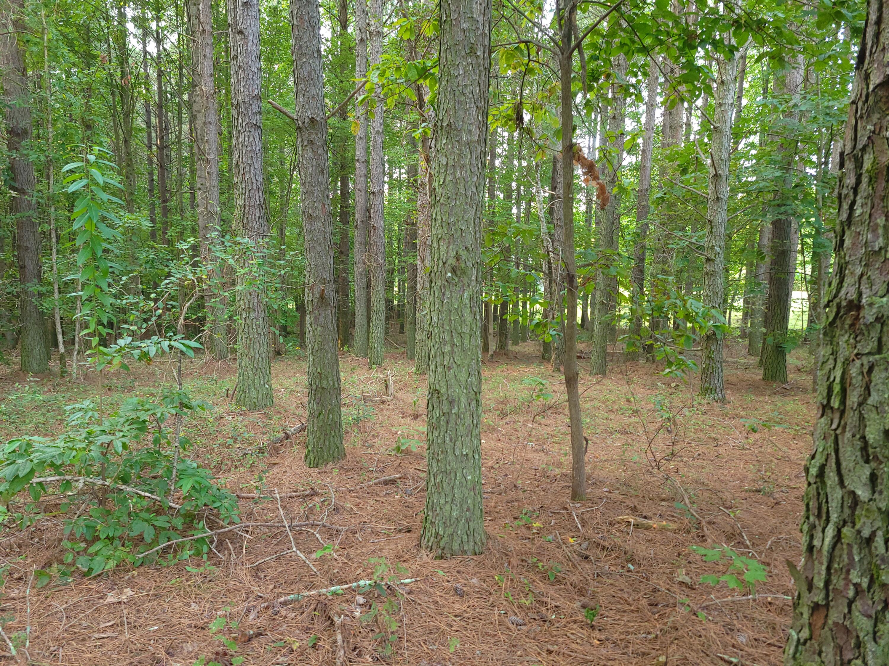 0 Brown Trace Road South Pittsburg, TN 37380 - Photo 5 of 8 20250905_080056