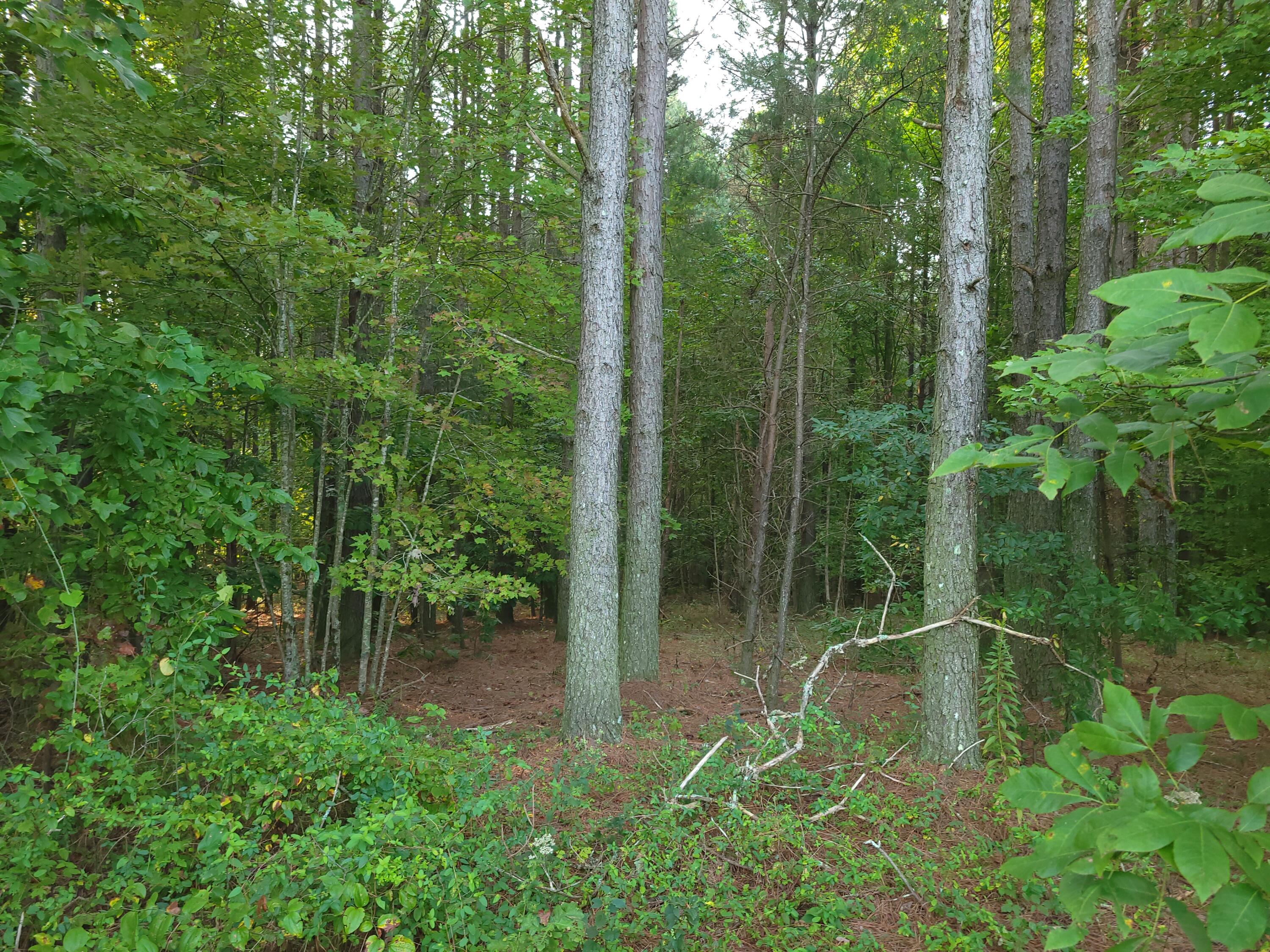 0 Brown Trace Road South Pittsburg, TN 37380 - Photo 6 of 8 20250905_080037