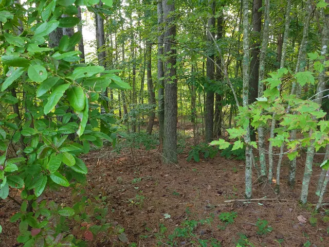 $68,000 | 0 Brown Trace Road, South Pittsburg, TN 37380