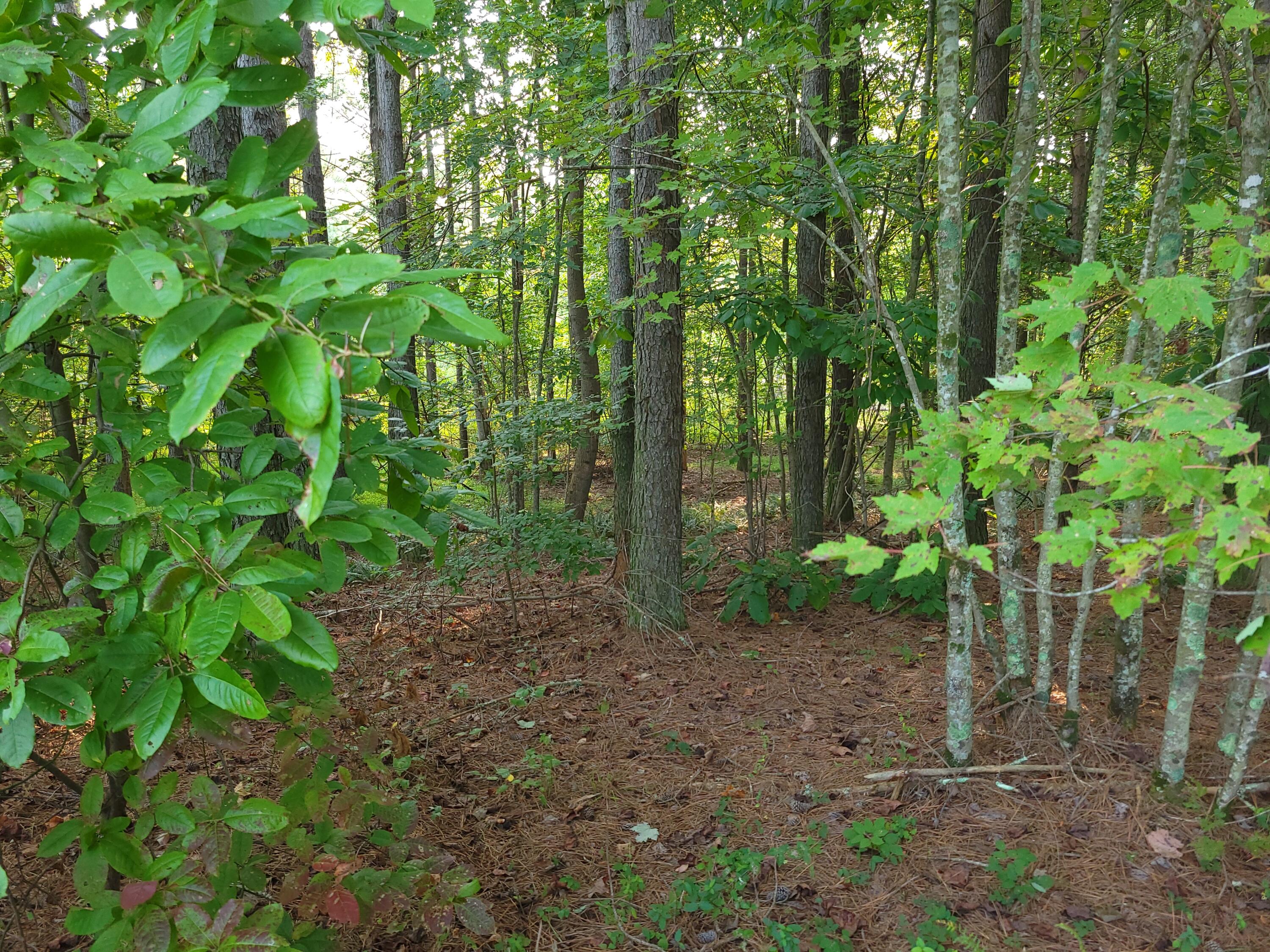 0 Brown Trace Road South Pittsburg, TN 37380 - Photo 7 of 8 20250905_080048