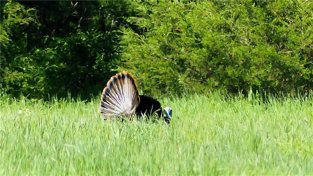 Raytown Road Kansas City, MO 64149 - Photo 57 of 58