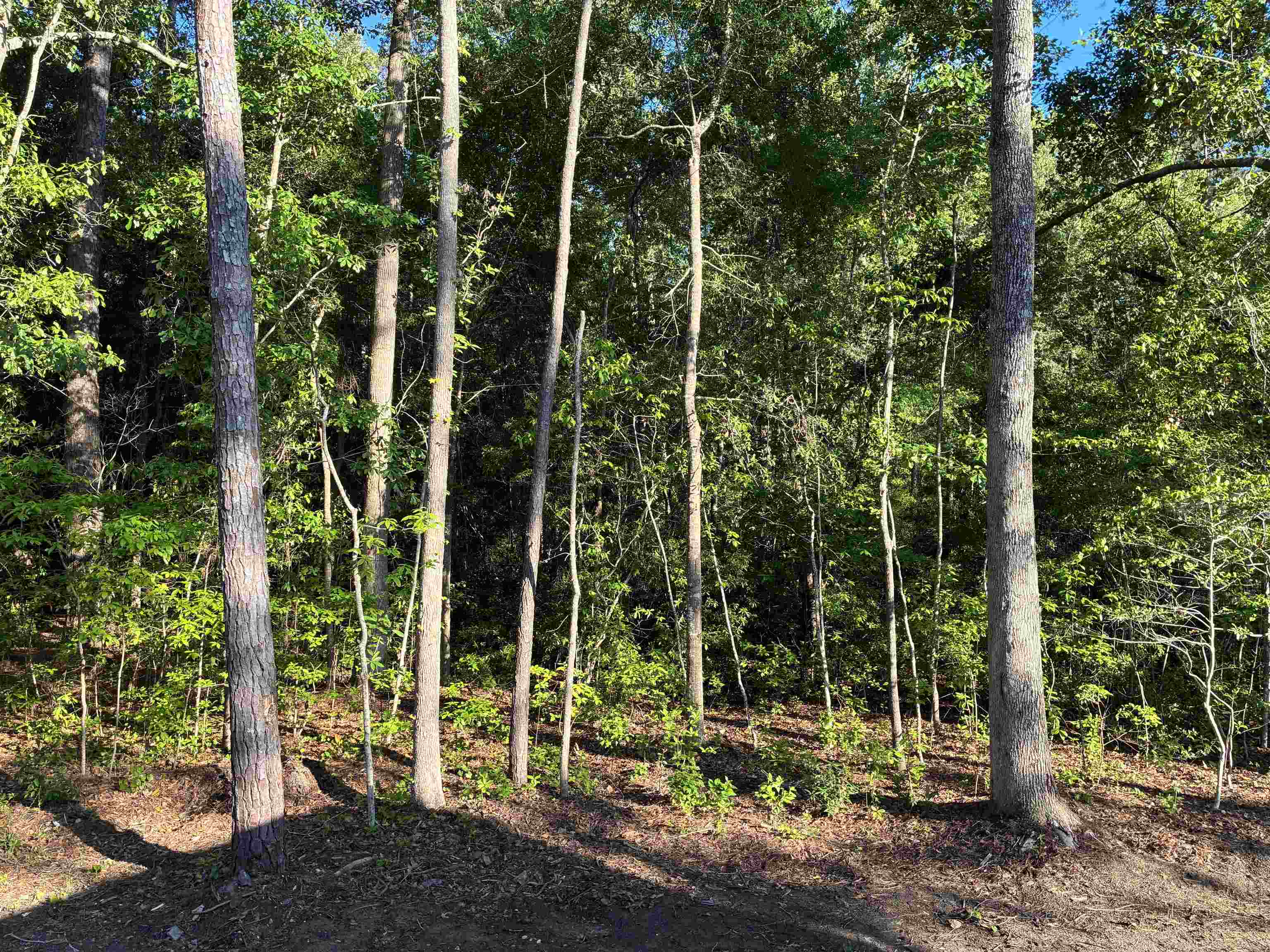 2252 Starduster Lane Little River, SC 29566 - Photo 13 of 29