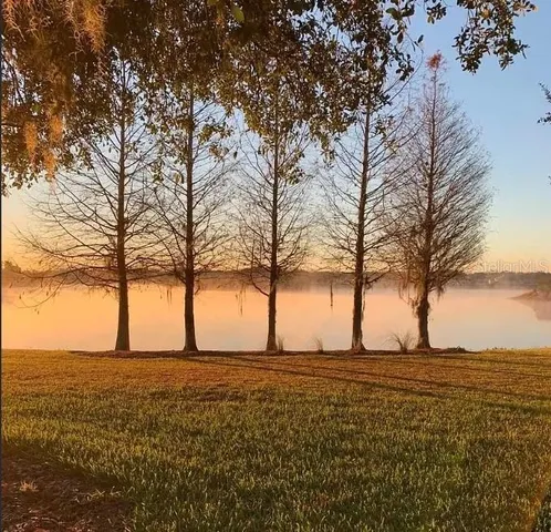 a view of large trees with sky view