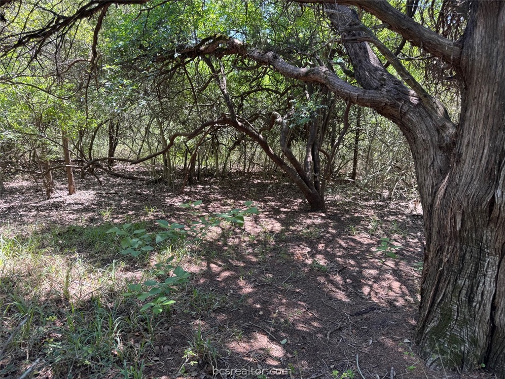 3454 Co Road Marquez, TX 77865 - Photo 8 of 35 a view of tree
