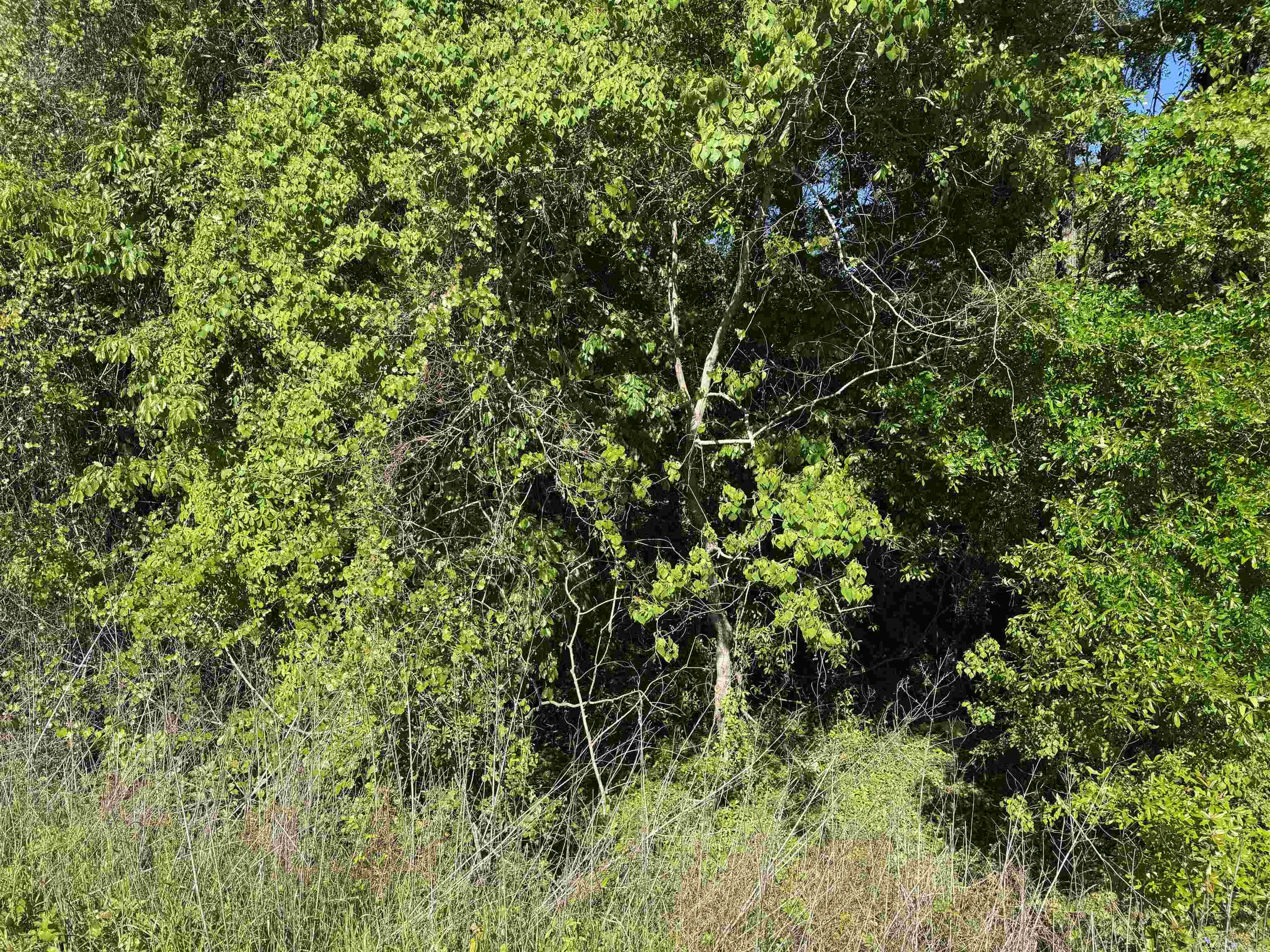 Palawan Road Tallahassee, FL 32305 - Photo 11 of 14