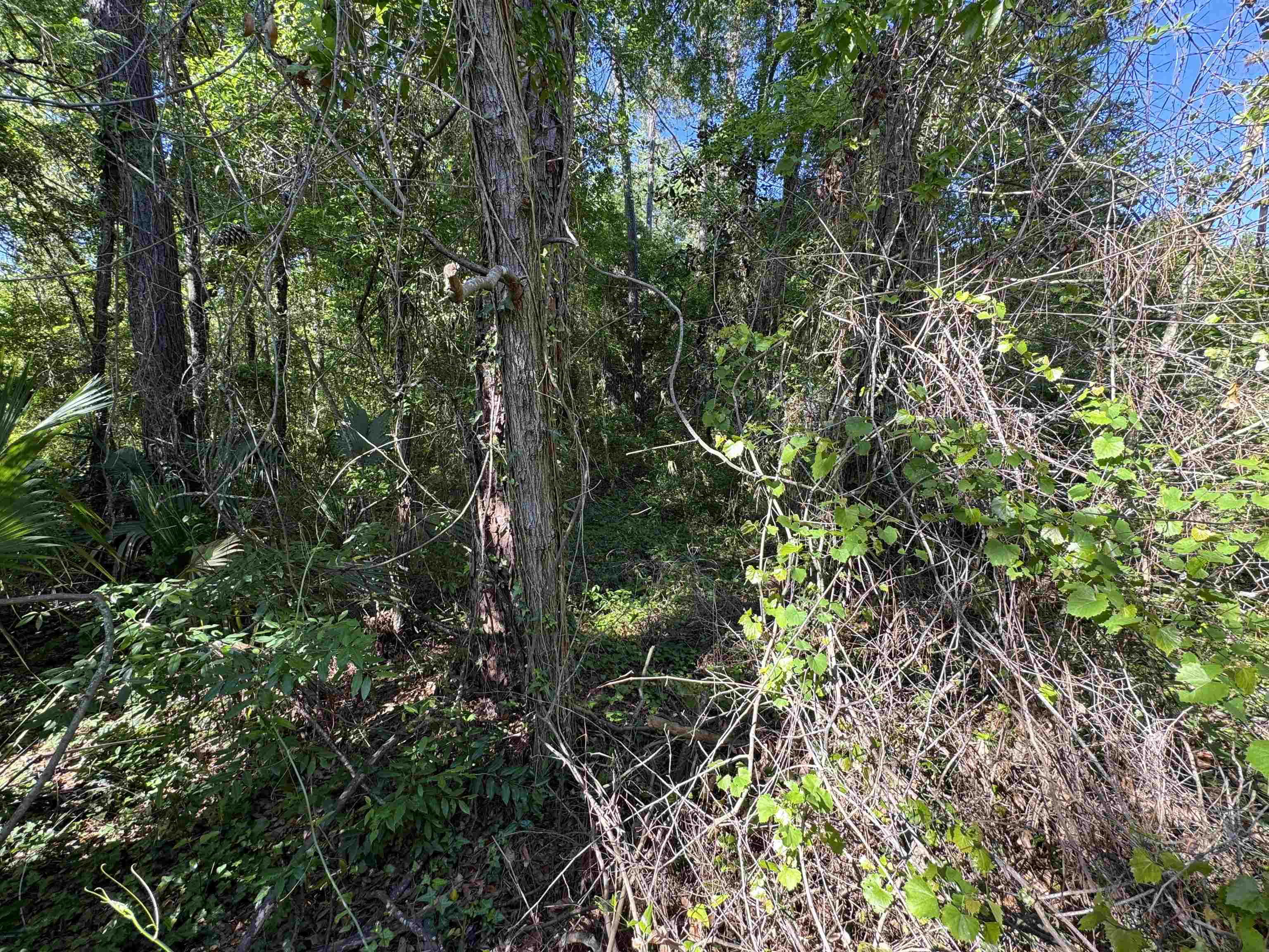 Palawan Road Tallahassee, FL 32305 - Photo 9 of 14