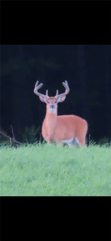 Gallop Hill Road Walton, NY 13856 - Photo 25 of 25