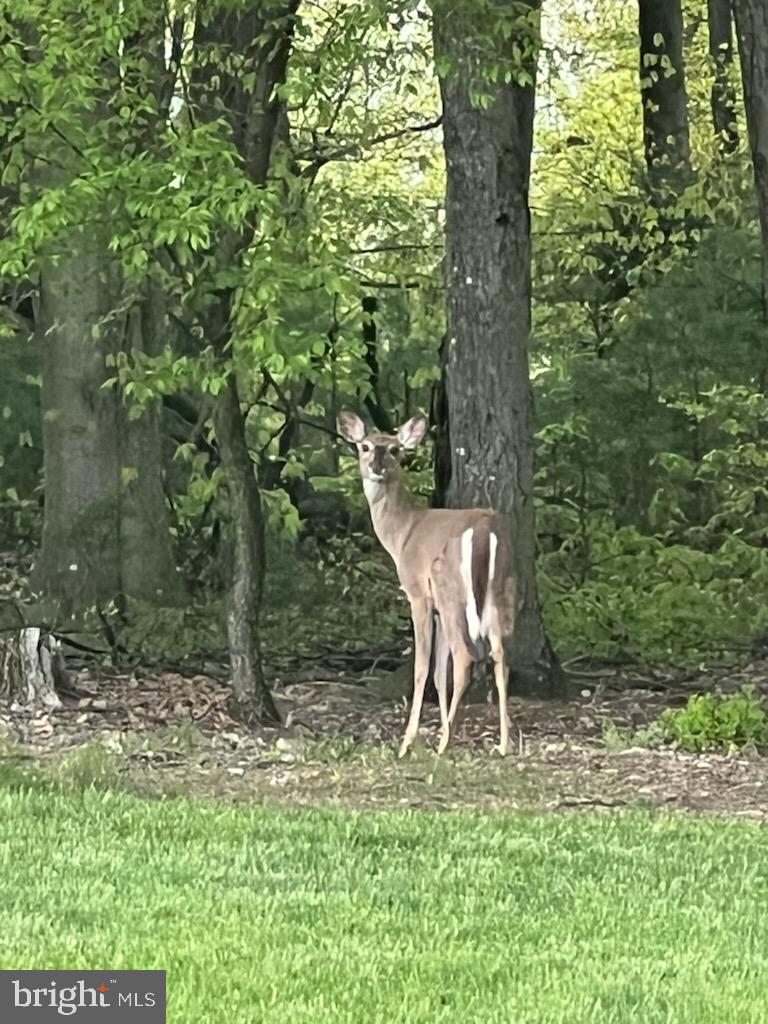 643 Deturksville Road Pine Grove, PA 17963 - Photo 55 of 59 a view of a yard in a backyard