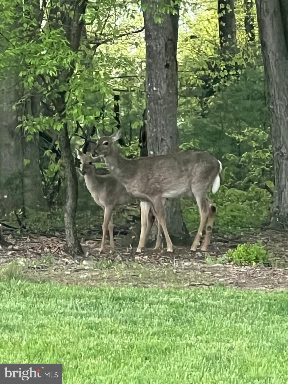 643 Deturksville Road Pine Grove, PA 17963 - Photo 56 of 59 a view of a outdoor space