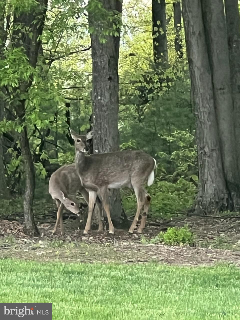 643 Deturksville Road Pine Grove, PA 17963 - Photo 57 of 59 a backyard of a house with table and chairs