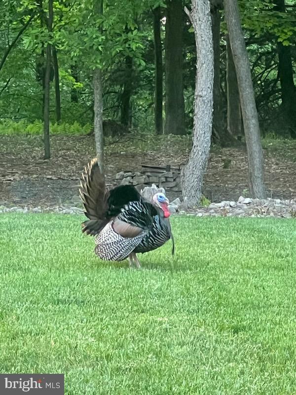 643 Deturksville Road Pine Grove, PA 17963 - Photo 58 of 59 a backyard of a house with lots of green space