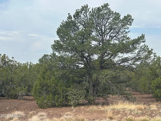 a view of a forest with trees in the background