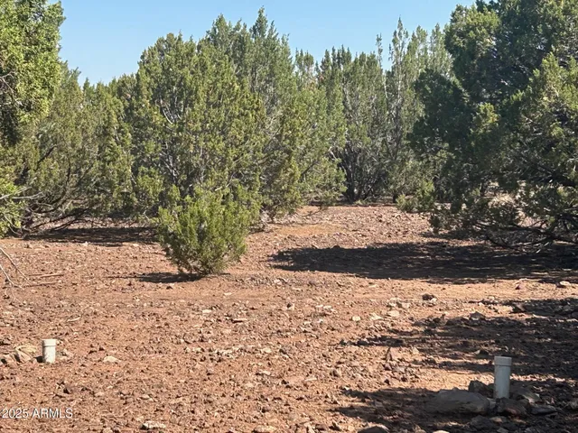 a view of a yard with a tree