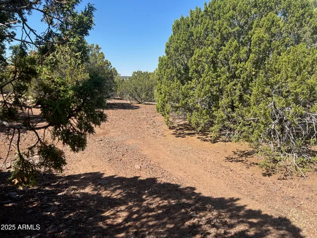 a view of a road with a tree
