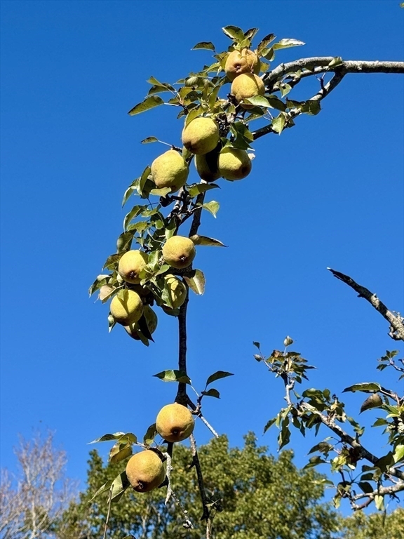 3327 Chestnut Hill Avenue Athol, MA 01331 - Photo 39 of 41