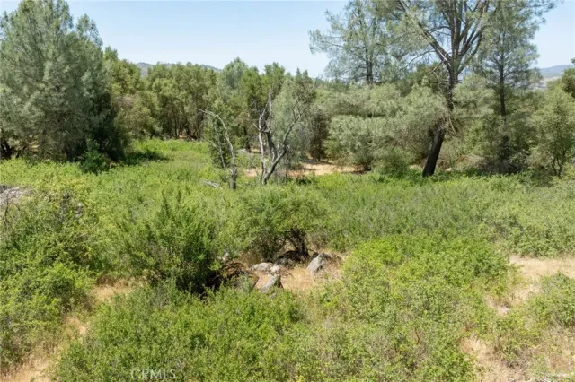 a view of a yard with trees