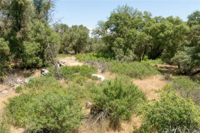 a view of a lush green forest