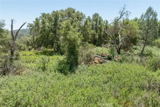 a view of a lush green forest with trees in the background