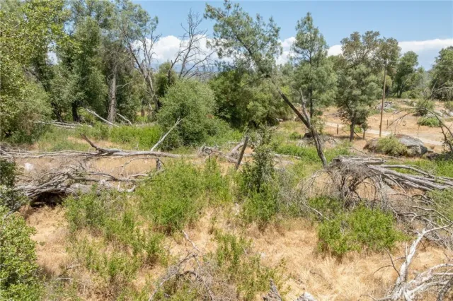 a view of a yard with plants and large trees