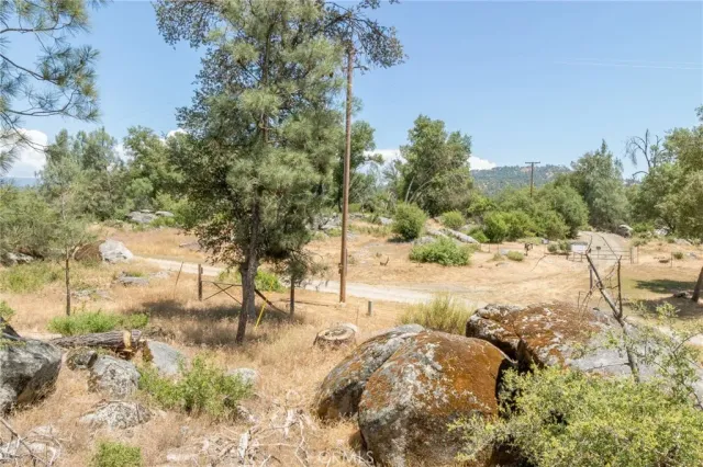 a view of a forest with a tree