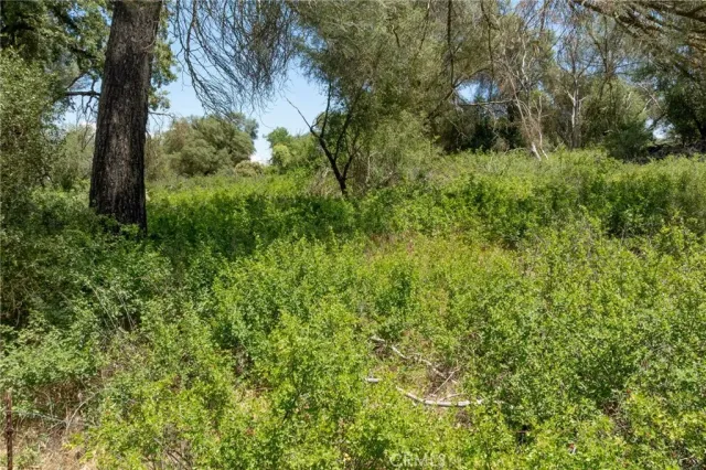 a view of a yard with plants and large trees