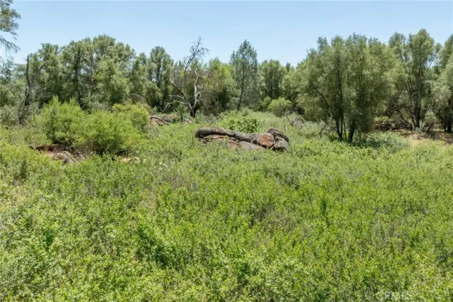 a view of a yard with a tree