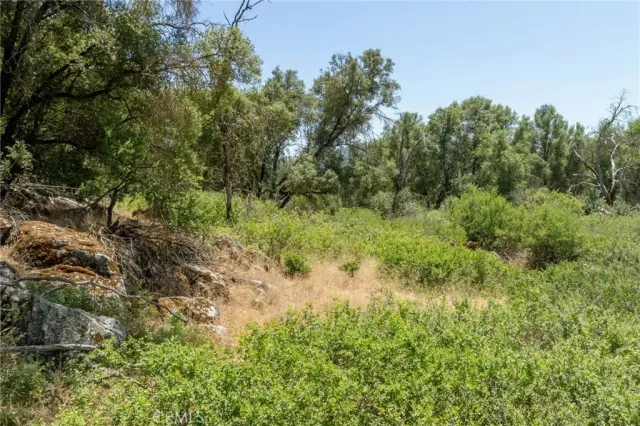 a view of a forest with a tree