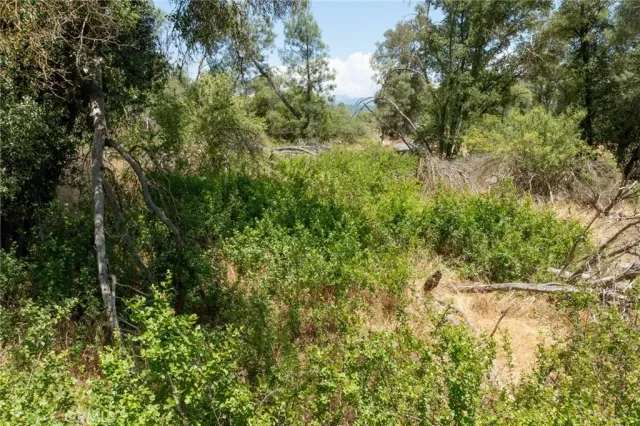 a view of a forest with trees in the background