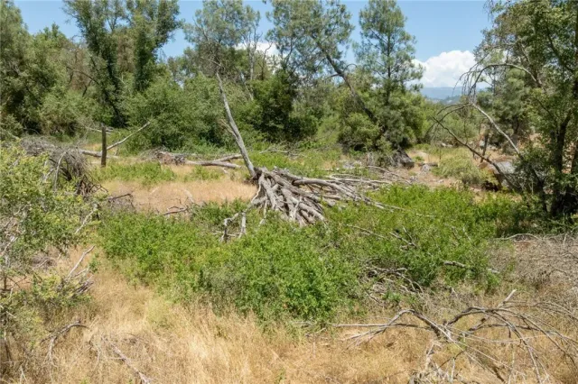 a view of a lush green forest with large trees