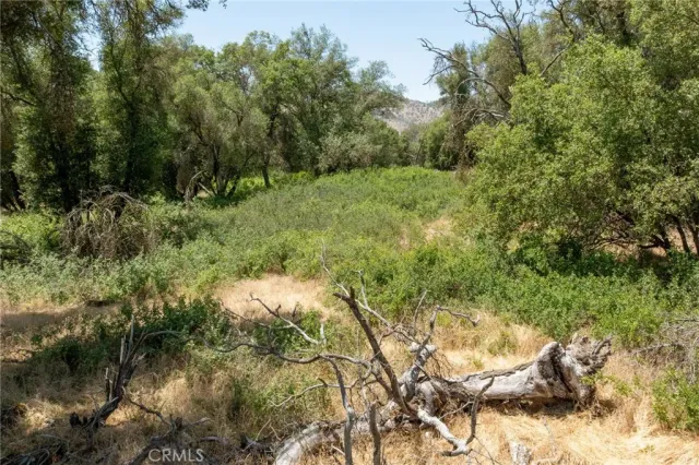 a close up of a plant