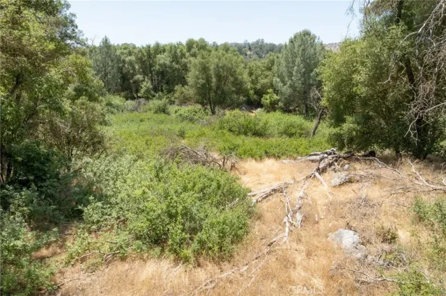 a view of a lush green forest with trees and some trees