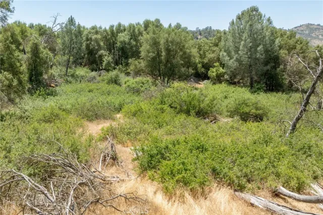 a view of a lush green forest with trees