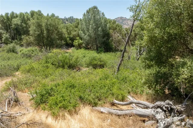 a view of a yard with plants and a trees