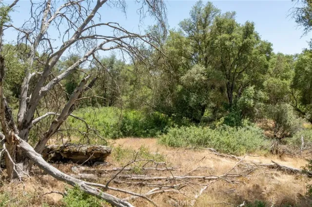 a view of a lush green forest with large trees