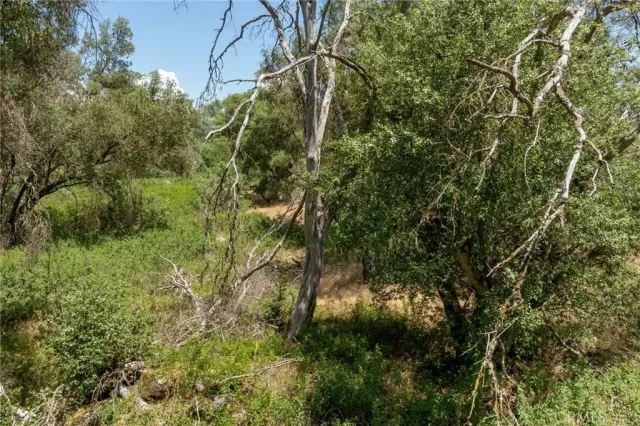 a view of a lush green forest with lots of trees