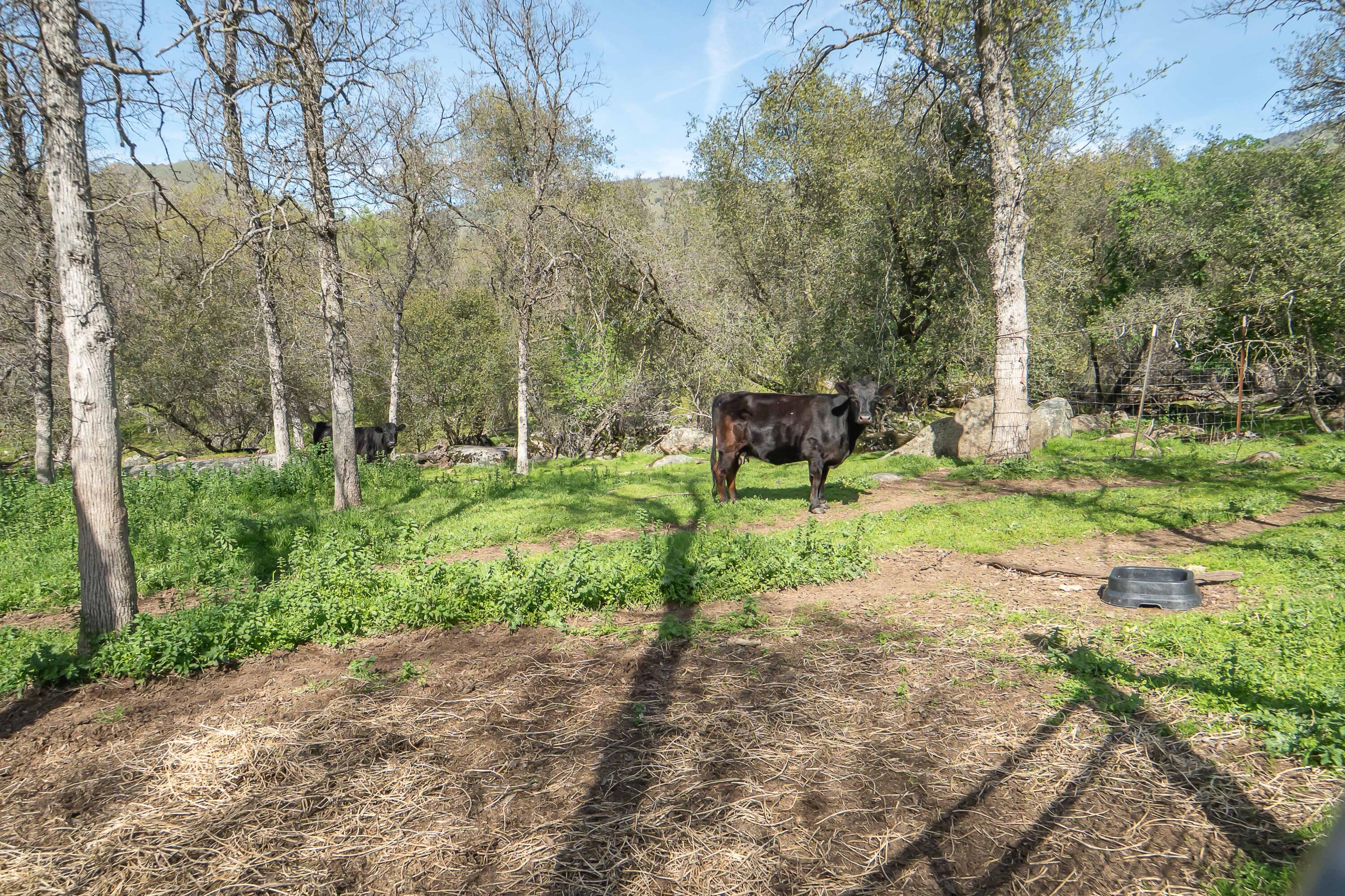 44294 Sequoia Oaks Drive Three Rivers, CA 93271 - Photo 97 of 118 -