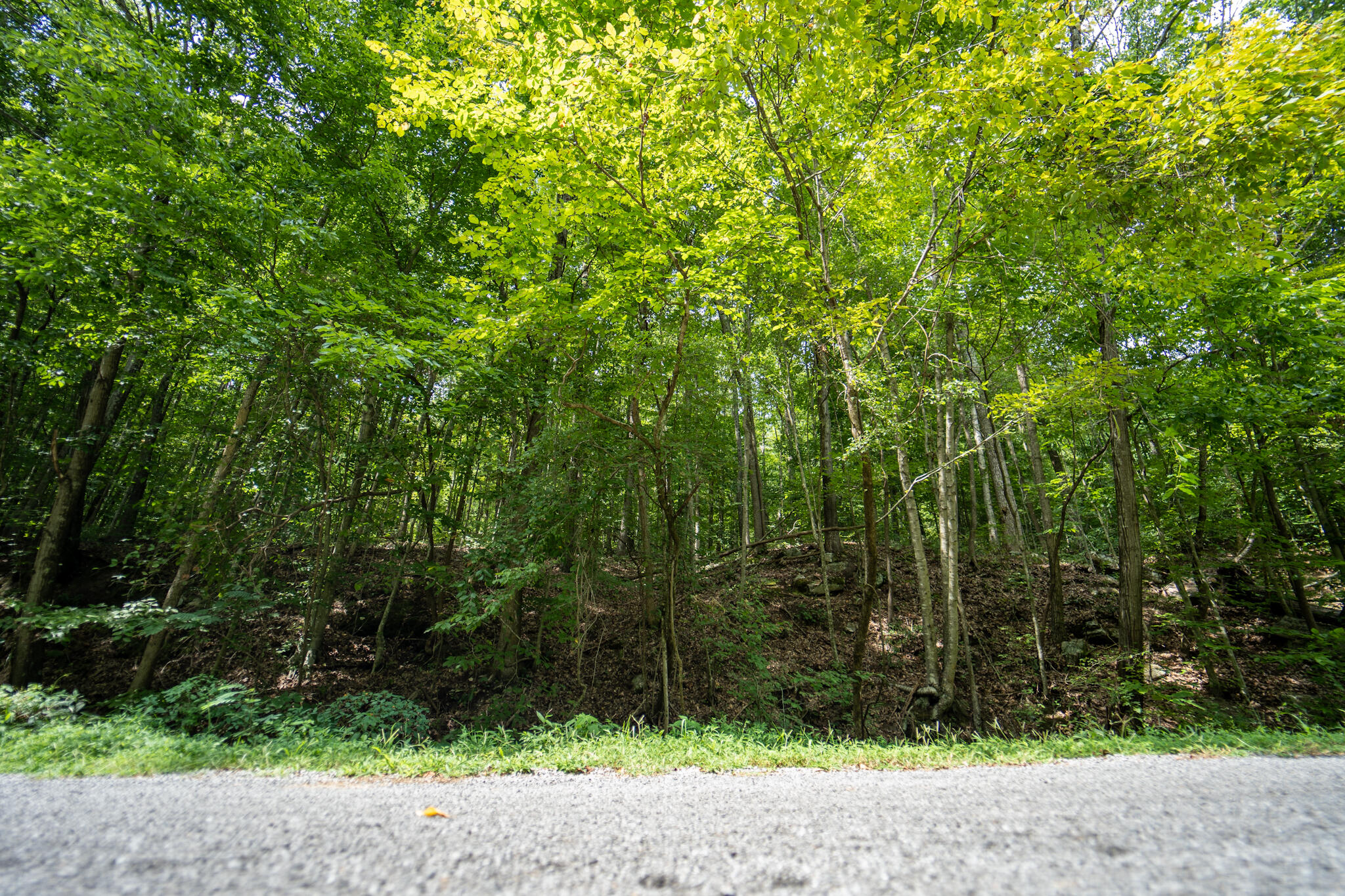 491 Sandy Valley Road Rogersville, TN 37857 - Photo 1 of 17 DSC01452