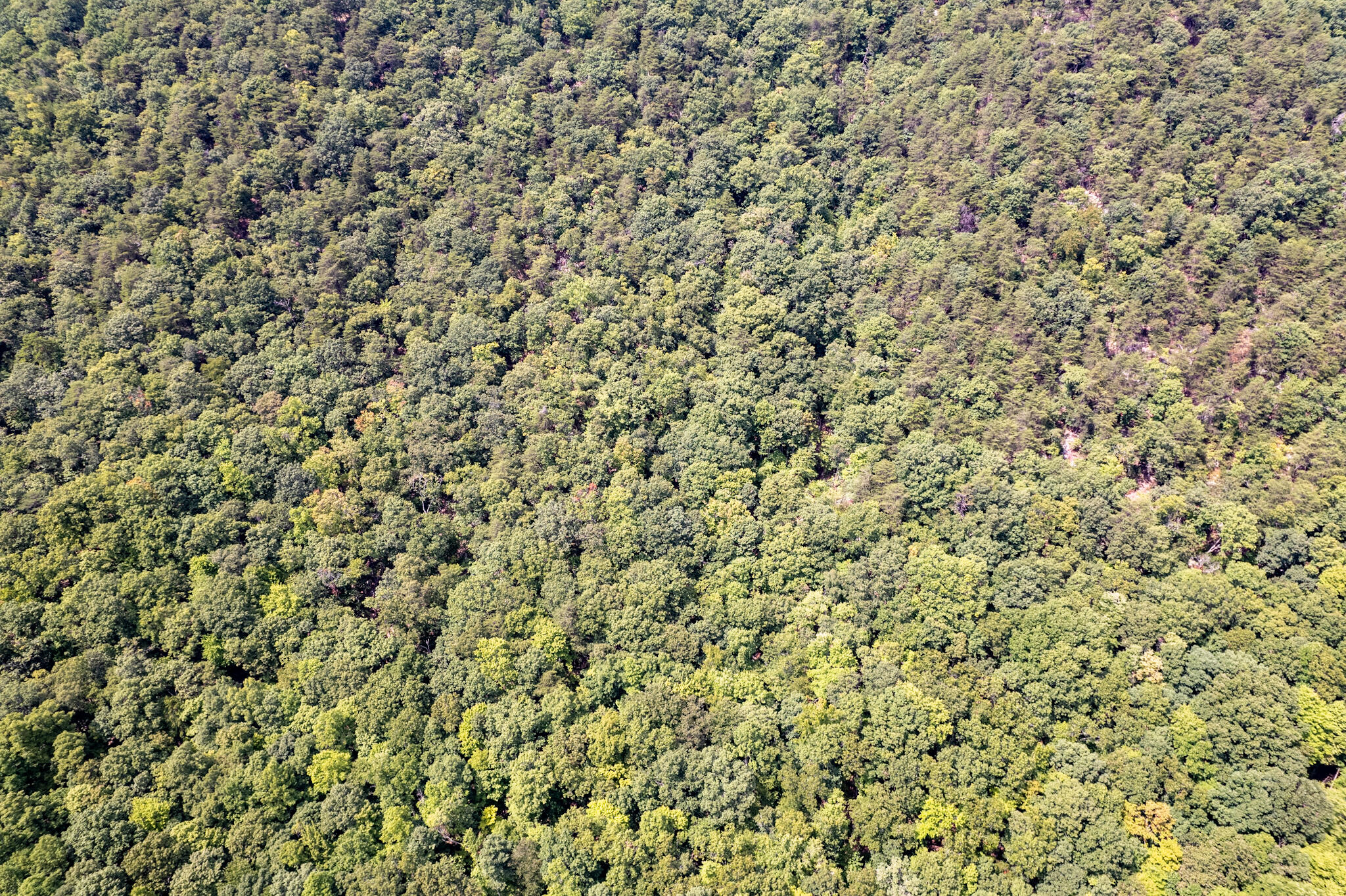 491 Sandy Valley Road Rogersville, TN 37857 - Photo 14 of 17 DJI_0290