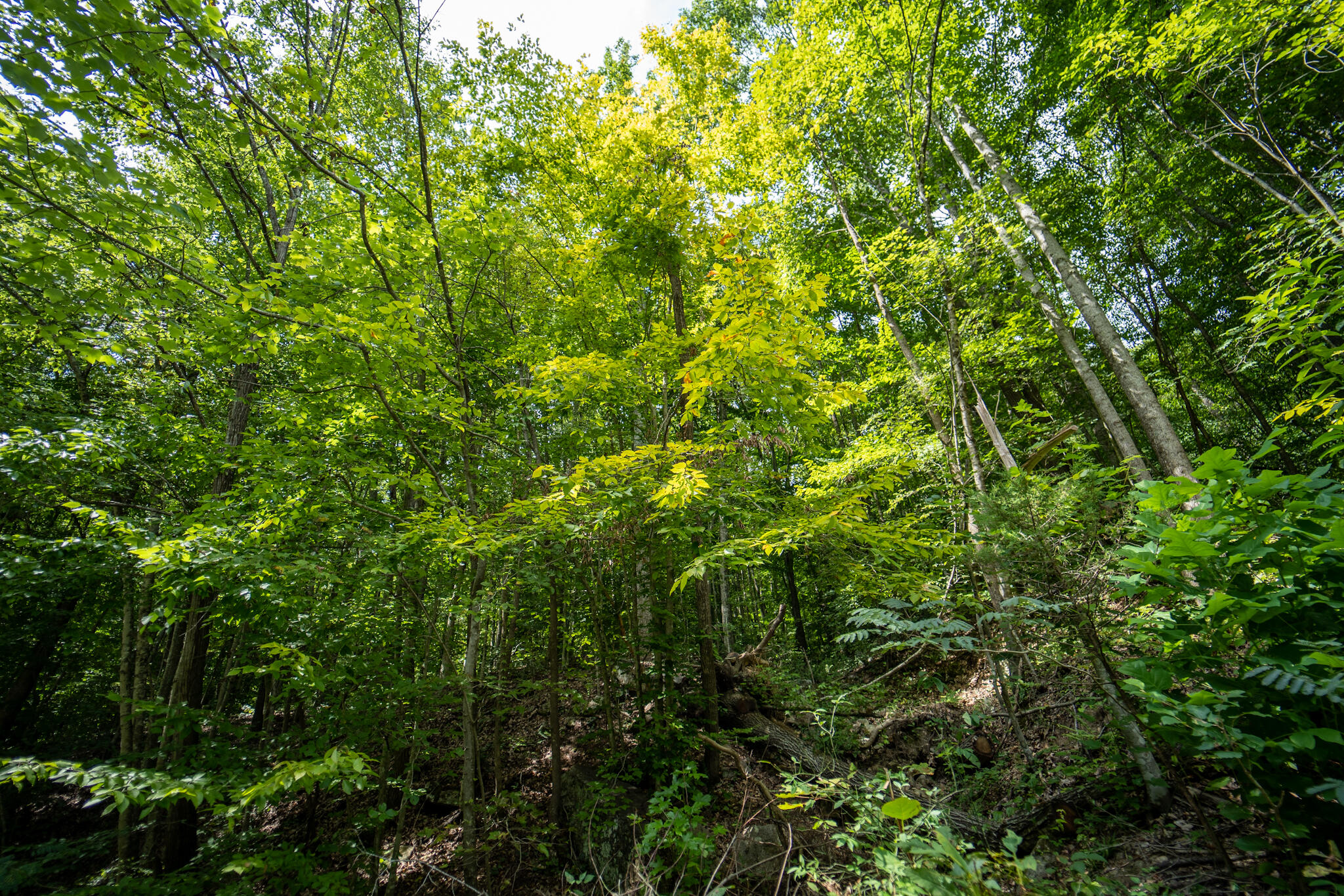 491 Sandy Valley Road Rogersville, TN 37857 - Photo 3 of 17 DSC01454
