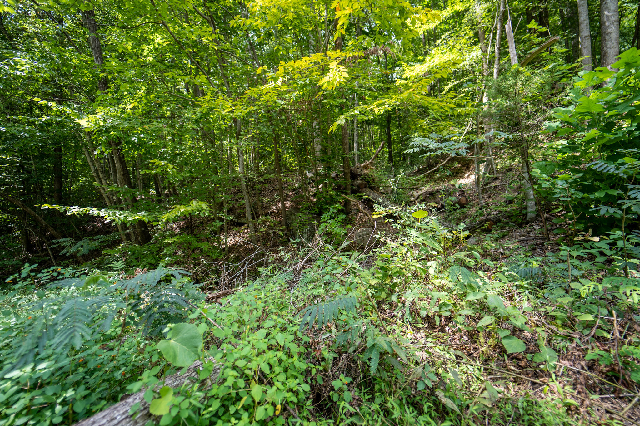 491 Sandy Valley Road Rogersville, TN 37857 - Photo 4 of 17 DSC01455