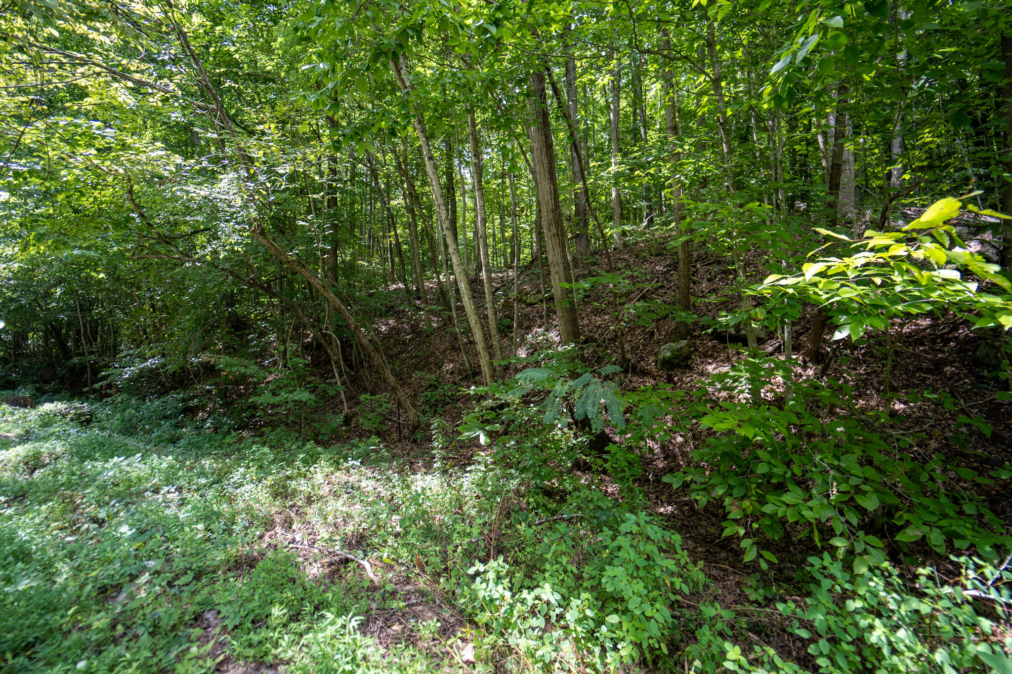 491 Sandy Valley Road Rogersville, TN 37857 - Photo 6 of 17 DSC01458