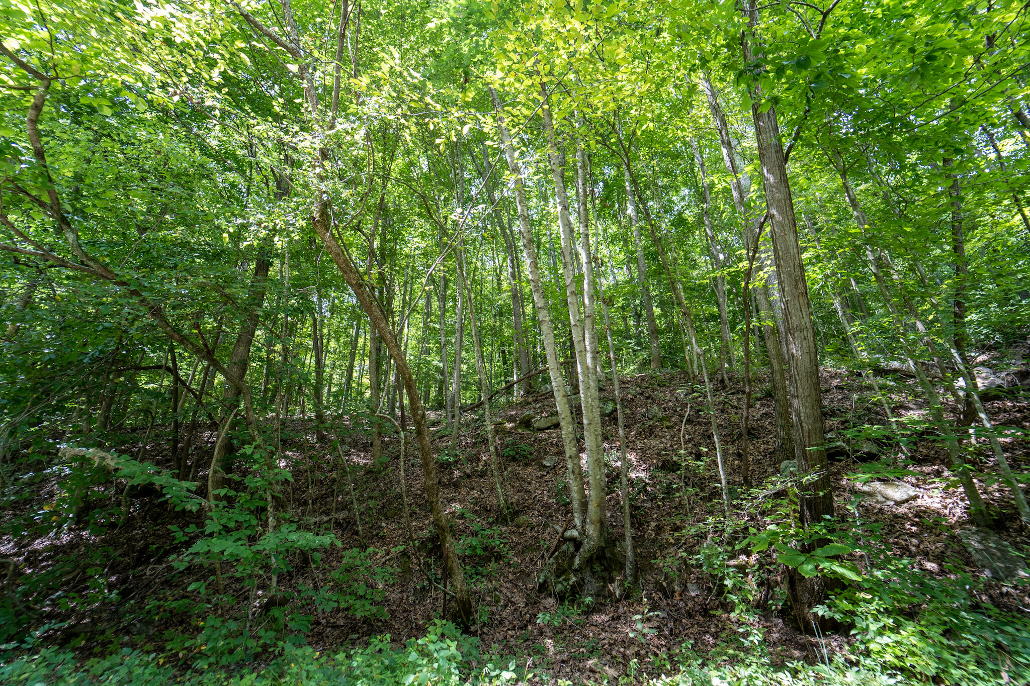 491 Sandy Valley Road Rogersville, TN 37857 - Photo 7 of 17 DSC01459