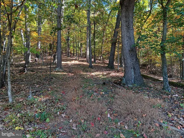 a view of a tree in the forest
