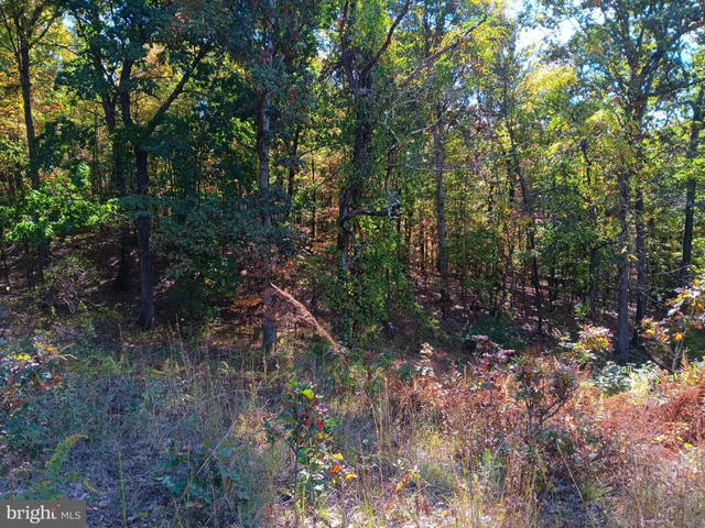 a view of a forest with a tree