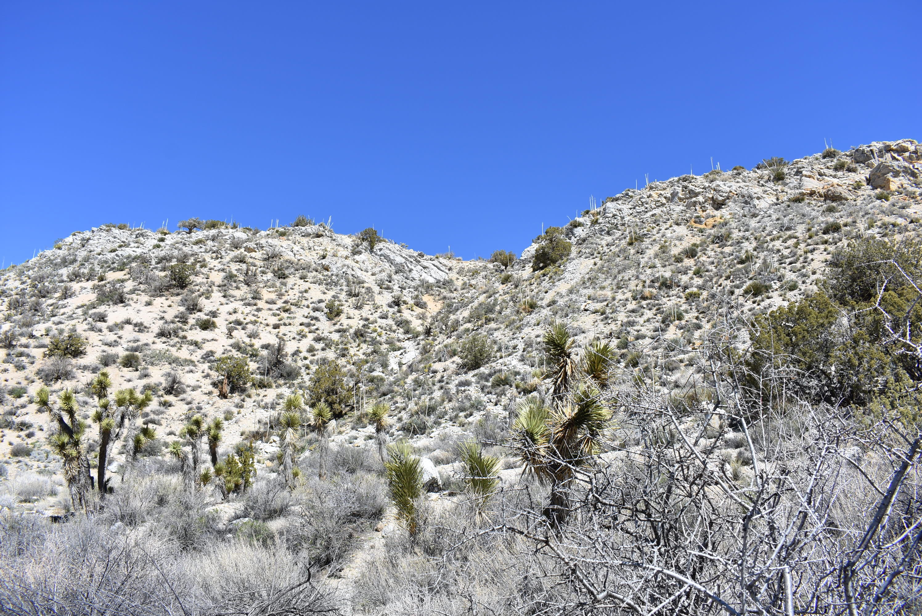 Holcomb Ridge Road East Llano, CA 93544 - Photo 8 of 19 DSC_0750