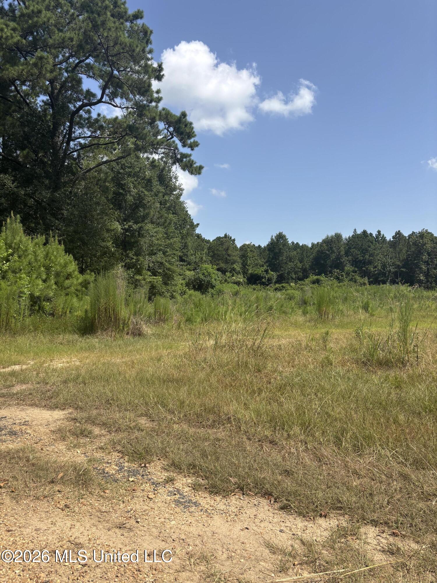 0 L Dixon Rogers Road Pinola, MS 39149 - Photo 3 of 8 Tree Line - Eastern Boundary