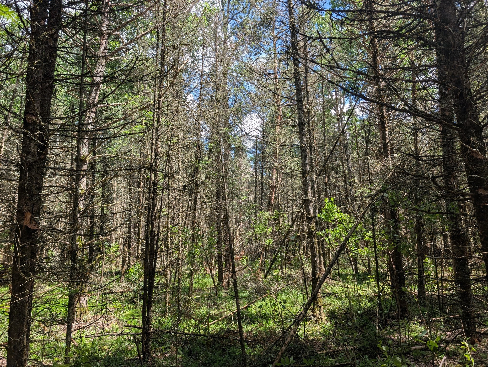 Lot 4 Main Road Minong, WI 54859 - Photo 17 of 19