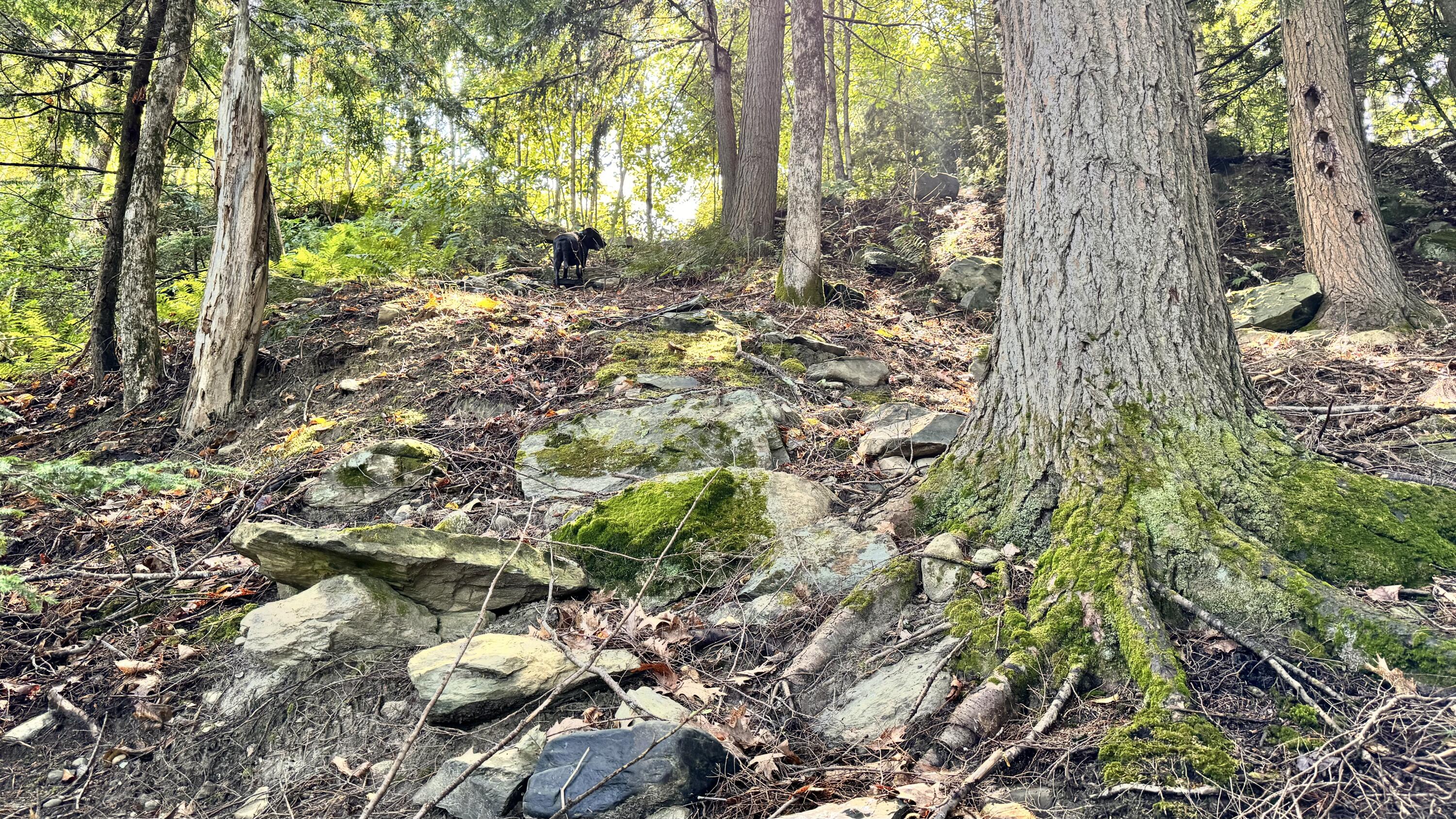 512 Riverside Drive Eddington, ME 04428 - Photo 17 of 21 IMG_1786