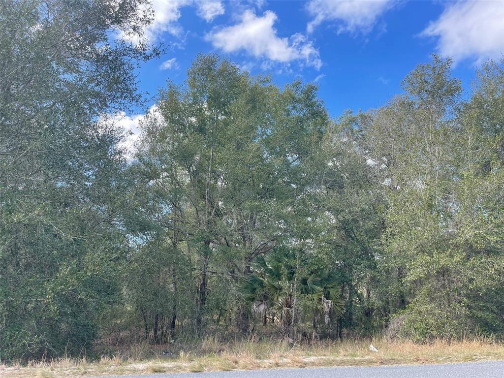 Grays Airport Road Lady Lake, FL 32159 - Photo 5 of 11 a view of a yard with large trees